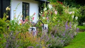 Beautiful natural garden with multicolored blooming flowers in front of a typical traditional old scandinavian rustic house in Skane, Sweden.