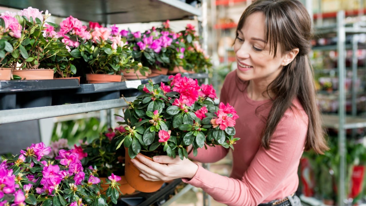 Caucasian beautiful woman choosing pink flowerplant in pot in nursery. Female person buying house plant for home in garden center