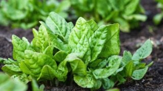 Spinach plants growing in the vegetable garden