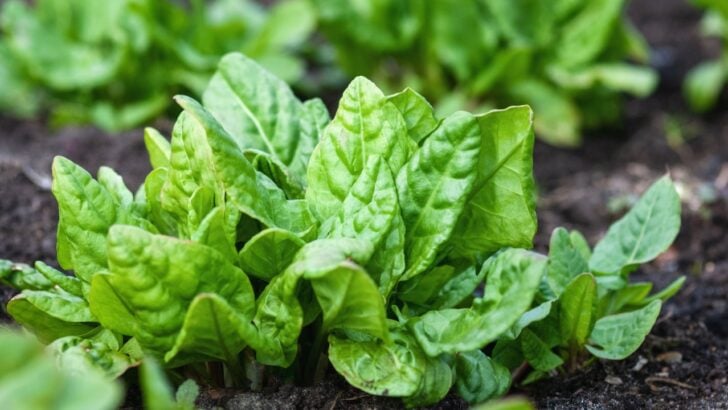 14 Shade-Tolerating Vegetables for a Lush Edible Backyard