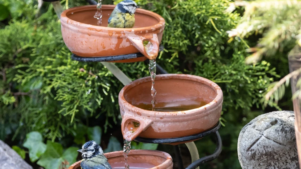A close up of cute little birds standing on the edge of cascade clay pots with water being poured onto it