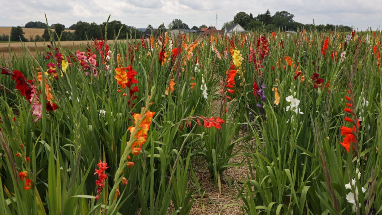 A Gladioli field for self-cutting and shopping