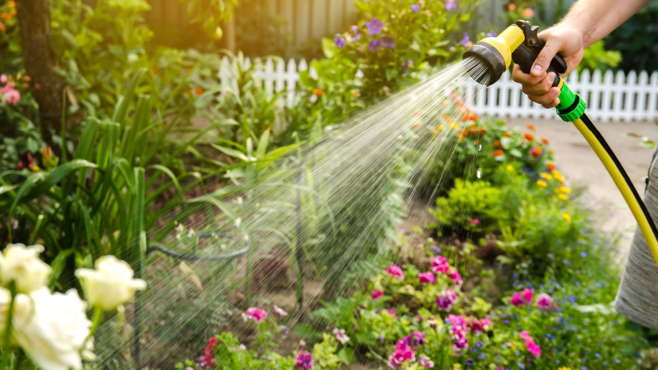 A gardener with a watering hose and a sprayer water the flowers in the garden on a summer sunny day. Sprinkler hose for irrigation plants. Gardening, growing and flower care concept.
