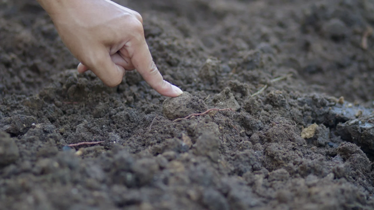 A farmer using a finger testing a soil before planting vegetable at farm.
