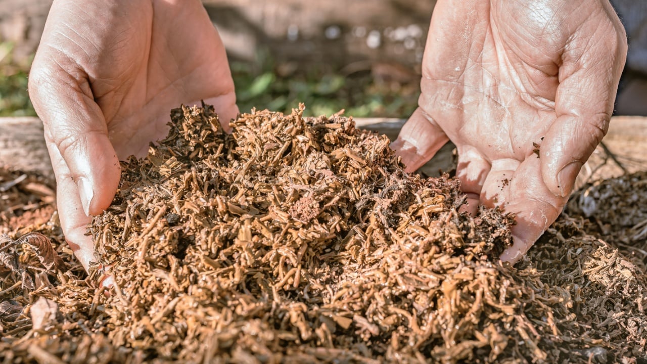 gardener's hands are sorting through food waste tea leaves on the compost heap. Used tea leaves as organic compost. used tea infusion as organic plant fertilizer