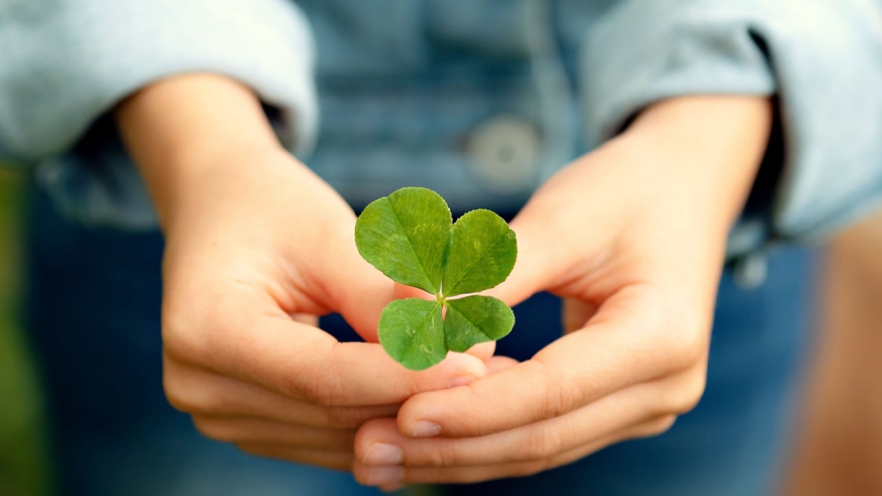 Four leaf clover in the hands of a child. Symbol of peace, success and protection.