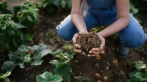 Close up of female famer hands holding soil outdoors at community farm.