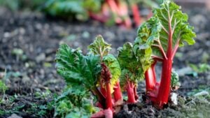 Garden rhubarb or common rhubarb (Rheum × hybridum, cultivated form