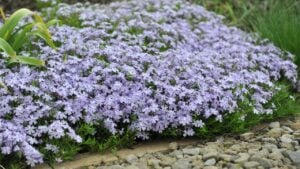 Light blue moss phlox (Phlox subulata) Emerald Cushion Blue bloom in a garden in May