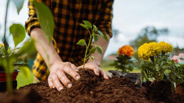 Male gardener planting green. Plant in hands. Ecology and gardening concept.
