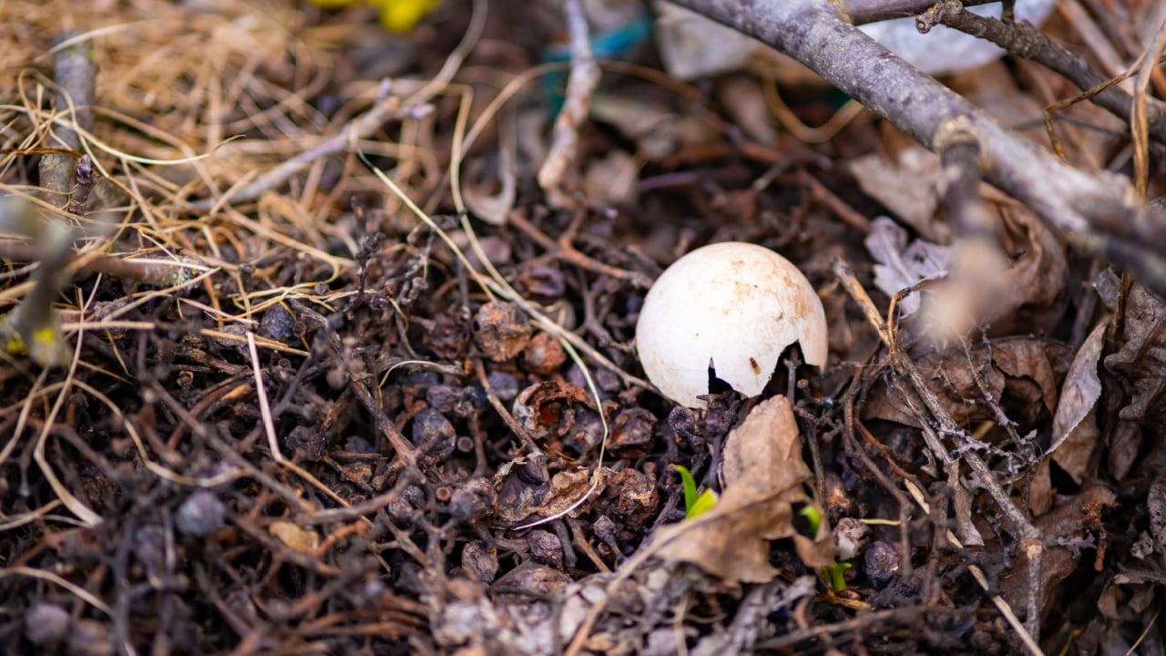 Cracked egg shells in garden debris , humus.