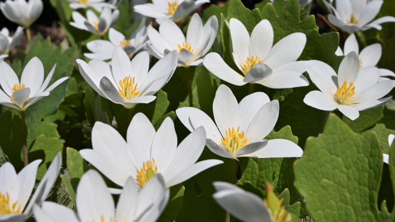 A beautiful close-up of white Sanguinaria flowers (Sanguinaria Canadensis)