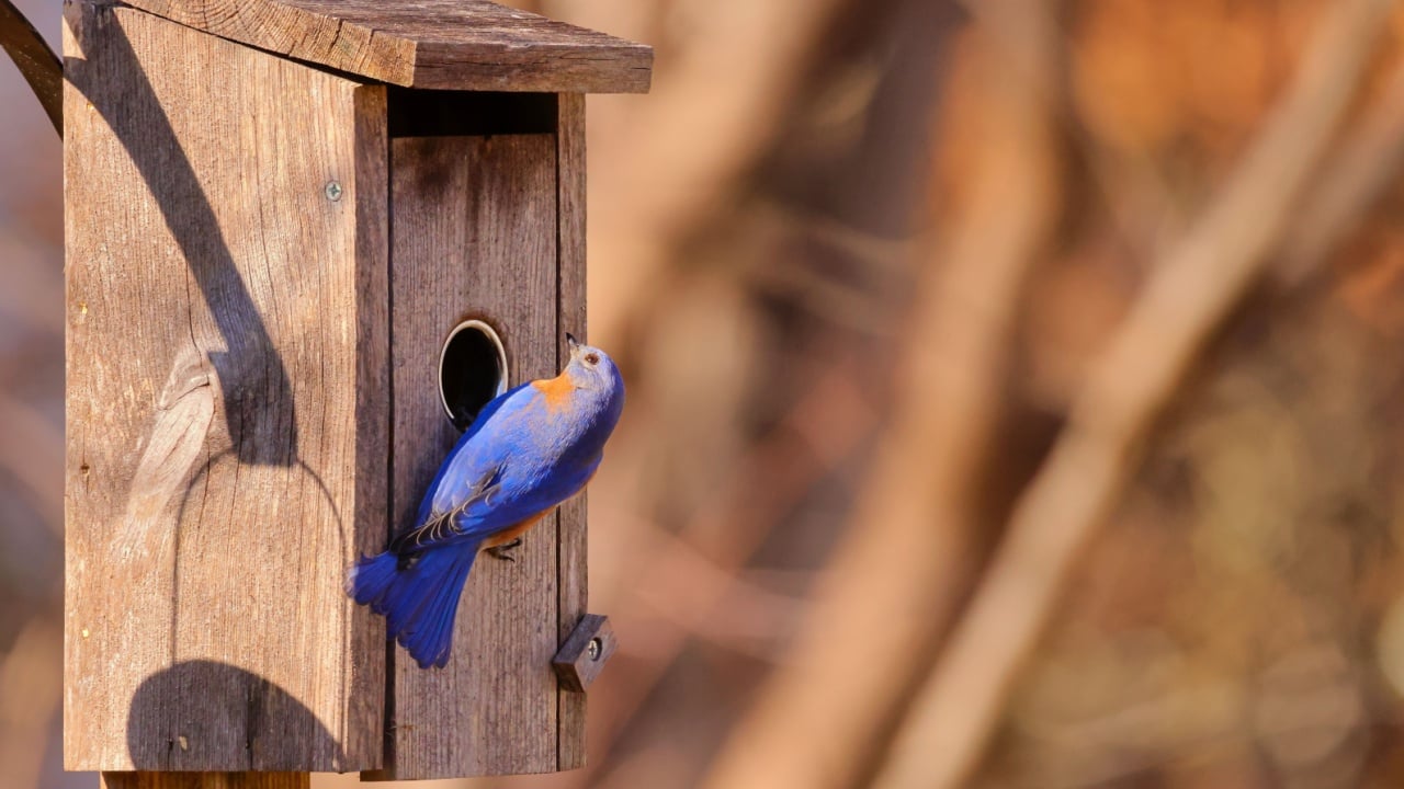 A closeup of a beautiful bluebird on a birdhouse in a garden