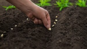 Sow the seeds in the garden into the soil.