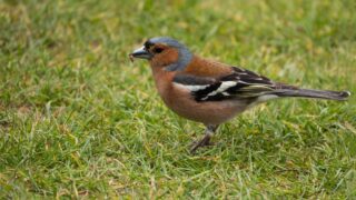 a cute finch bird on green grass with a seed in its mouth in the wild in germany