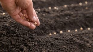 Sow the seeds in the garden into the soil. Selective focus. People.