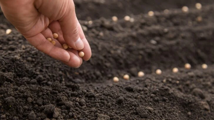 Stop Waiting for Warm Weather&mdash; 10 Hardy Vegetables You Can Sow Right Now in April