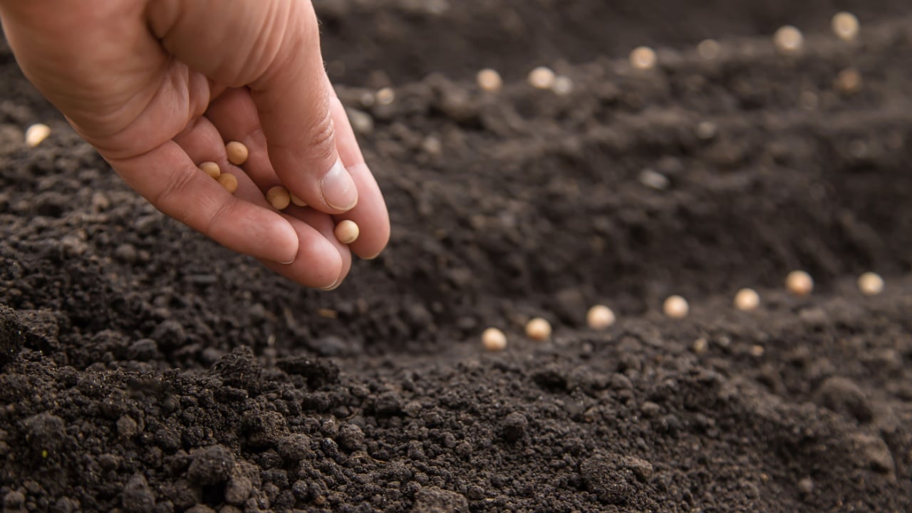 Sow the seeds in the garden into the soil. Selective focus. People.