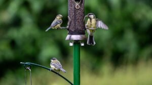 A garden bird feeder in early summer attracting blue tits and great tits