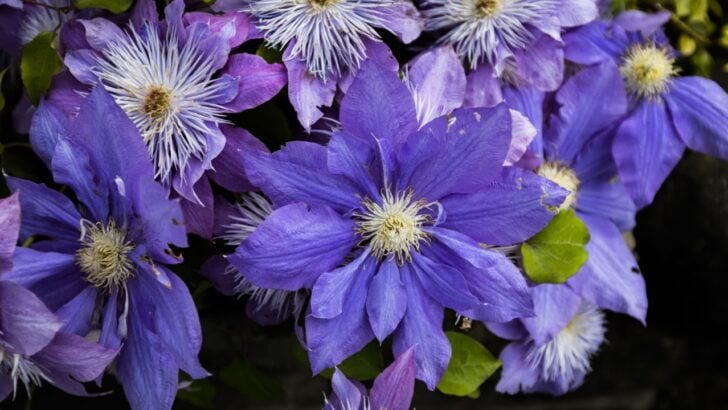 15 Beautiful Purple Flowers to Bring Color to the Yard