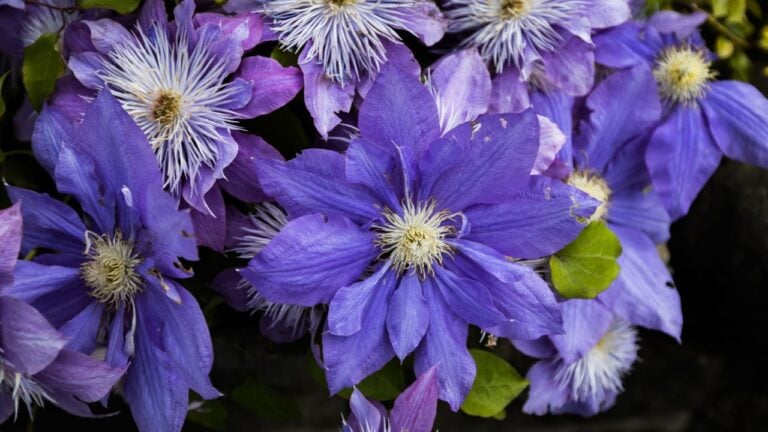 Purple Clematis flowers close up