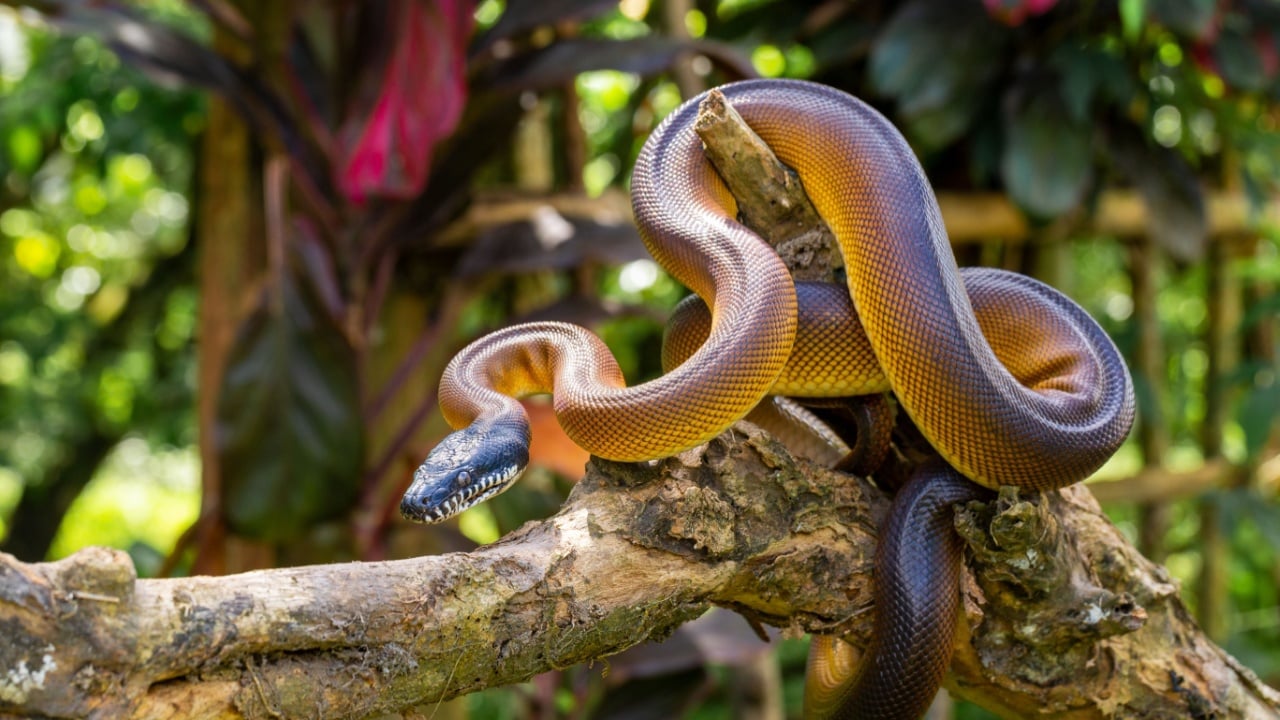 Leiophyton albertisii. Brown colored python can be found in Papua. The color is actually brown but will appear shiny when exposed to light.