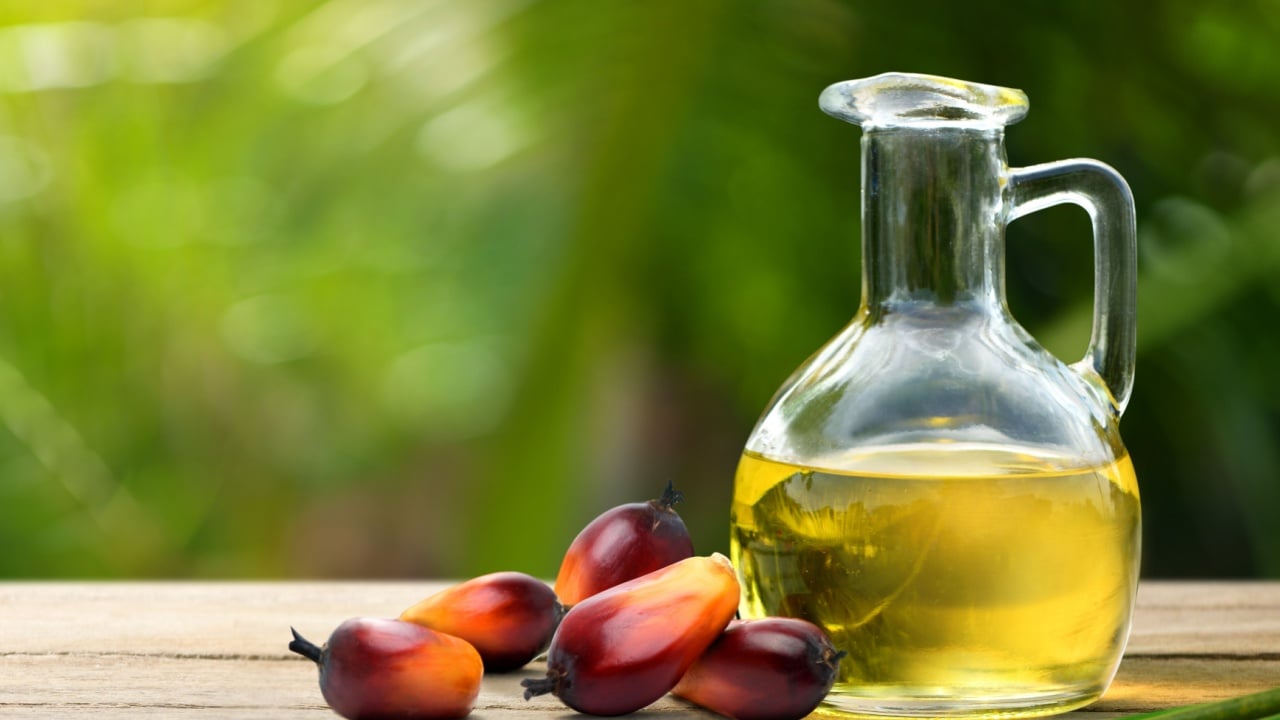 Palm oil and fresh palm nuts on wooden table with blurred plam plant background.