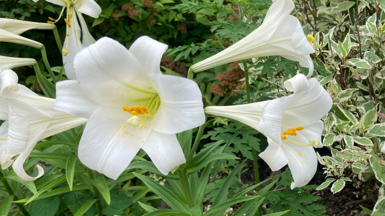 Common name: Easter lily, scientific name: Lilium longiflorum