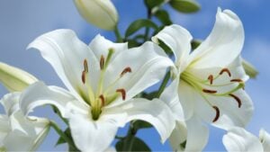 White Madonna Lily. Close-up of White Lily Lilies blooming on blue sky. Lilium flower on blue background. Beautiful Lilium Candidum flower on blue background. Easter Lily flowers greeting card.