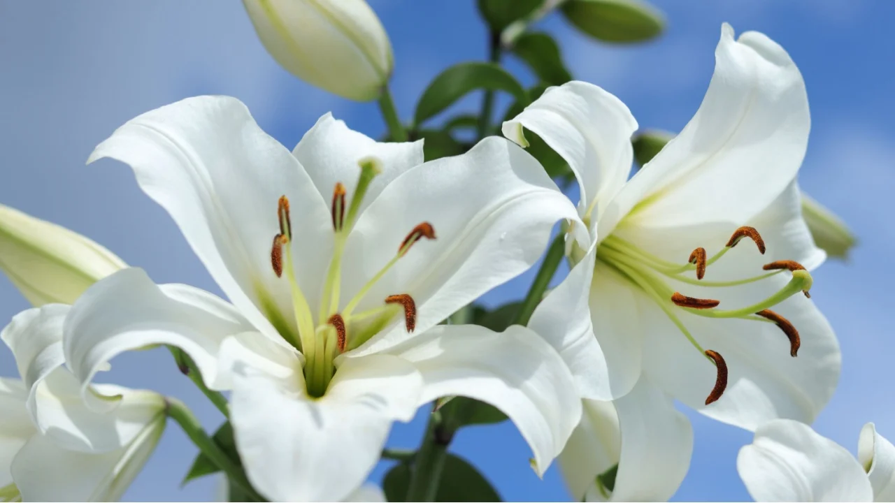 White Madonna Lily. Close-up of White Lily Lilies blooming on blue sky. Lilium flower on blue background. Beautiful Lilium Candidum flower on blue background. Easter Lily flowers greeting card.