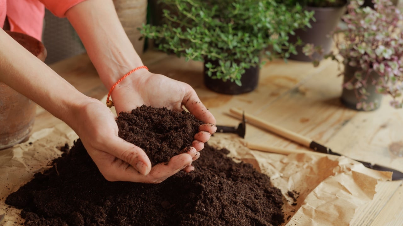 Woman gardener potting new plant and Repotting pot for House plant .Plants care concept