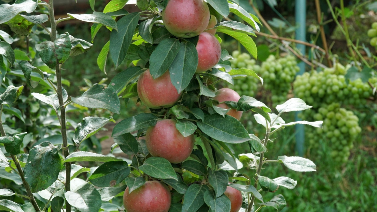 tall columnar apple tree with red apples in the garden - a convenient option for small gardens and orchards.