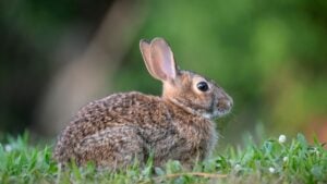 Grey small hare eating grass on summer field. Wild rabbit in nature