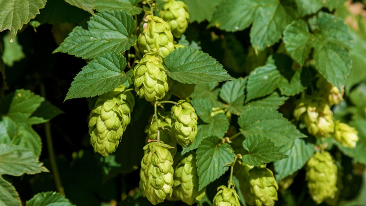 Humulus lupulus. Flowering hops plant, green foliage, background.