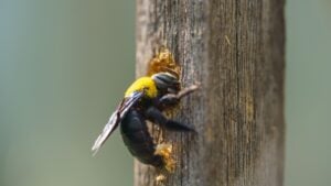 Carpenter bee drilling holes in wood full of sawdust. Close up of Tropical bumble bee (Xylocopa latipes). Explore the world of insects.
