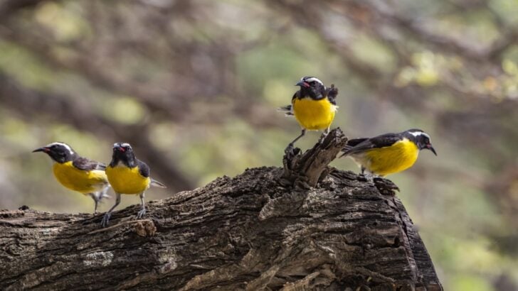 7 Ways to Feed Birds Without Adding More Feeders to the Yard