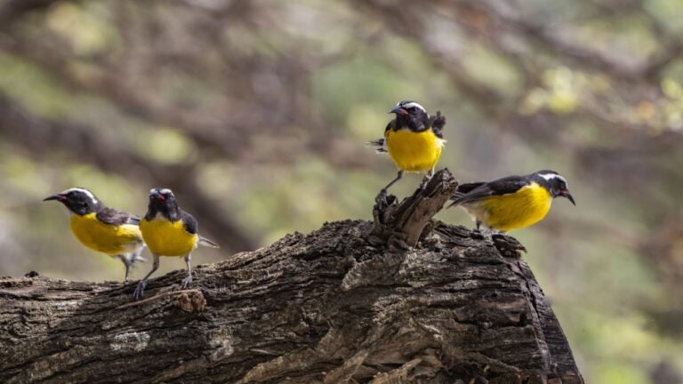 Troupials and Bananaquits drinking at a water station