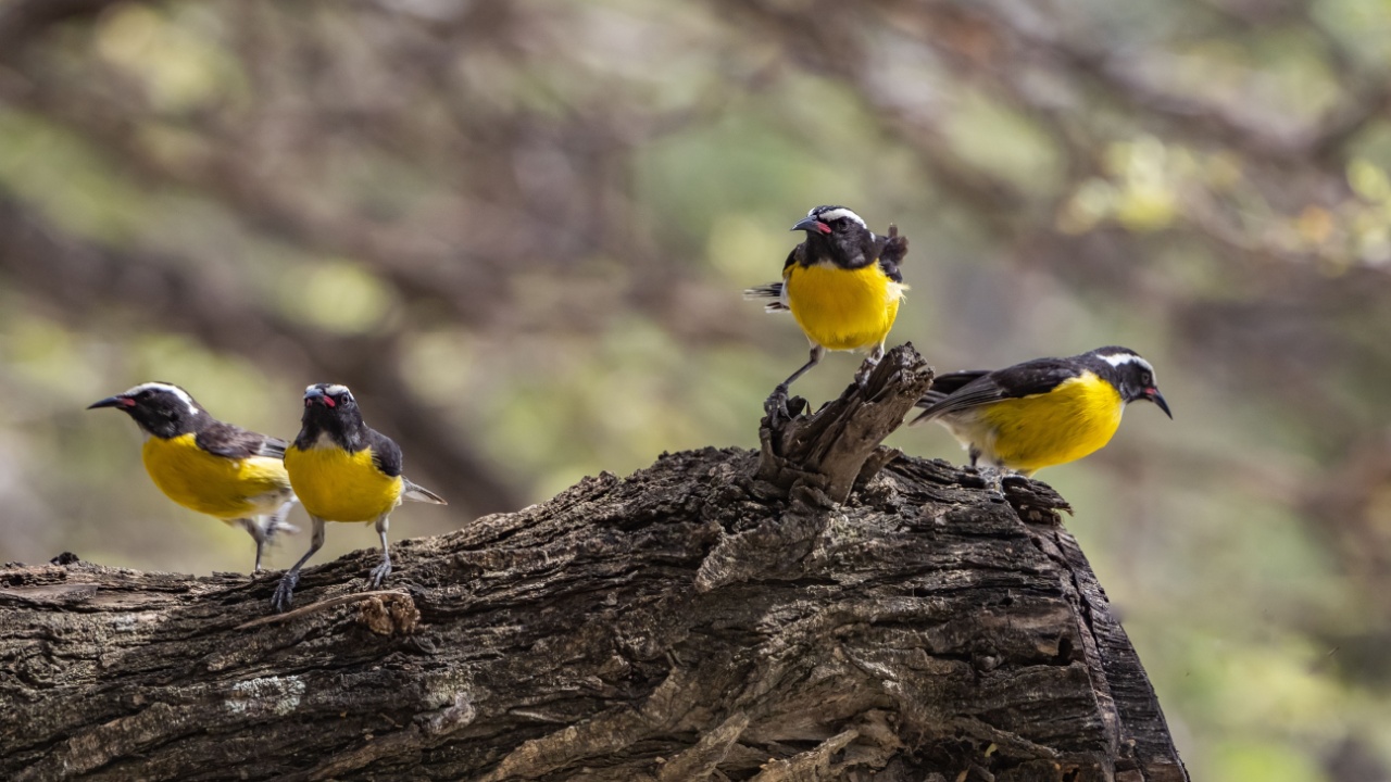 Troupials and Bananaquits drinking at a water station