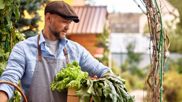 Man growing and picking vegetables and herbs outdoor