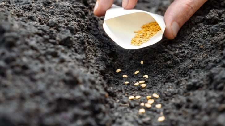 12 Vegetables to Direct Sow in the Garden Right Now in April