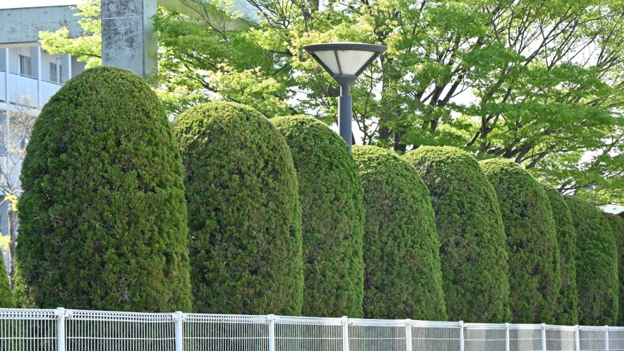 Juniperus chinensis 'Kaizuka' ( Chinese juniper ) hedges. Cupressaceae evergreen dioecious conifer native to China. It is used as a hedge because it is resistant to exhaust gas and sea breeze.