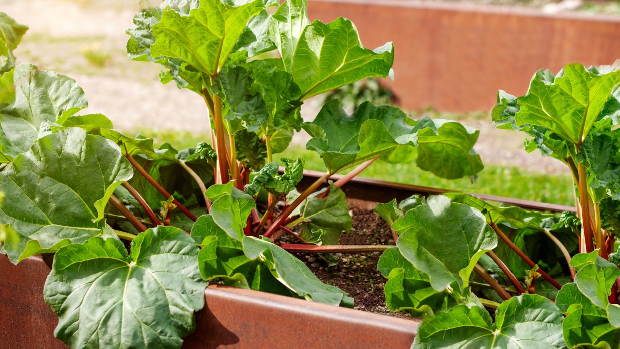 Rhubarb growing in Garden Raised Bed in Spring. Red Rhubarb Crown with Rhubarb Stalks and big Leaves, containing oxalic acid. Close up.