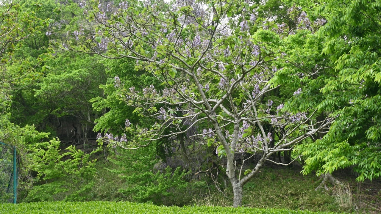 Paulownia tree ( Paulownia tomentosa ) flowers. Paulowniaceae deciduous tree native to China. Light purple, bell-shaped flowers bloom from April to May.