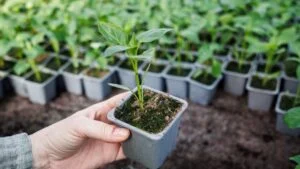 Woman choosing which peppers plant to buy in garden center. Customer shopping vegetable seedling