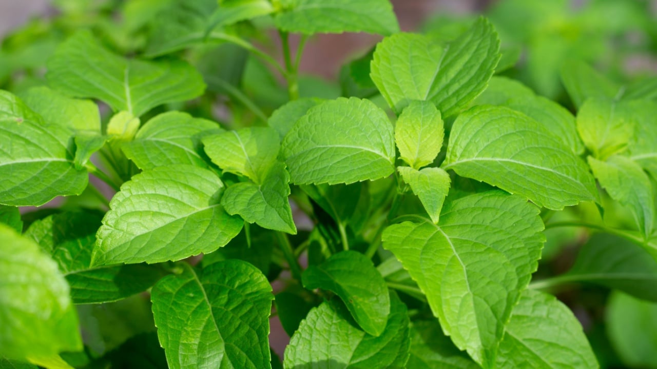 Tree Basil leaves (Ocimum gratissimum) 