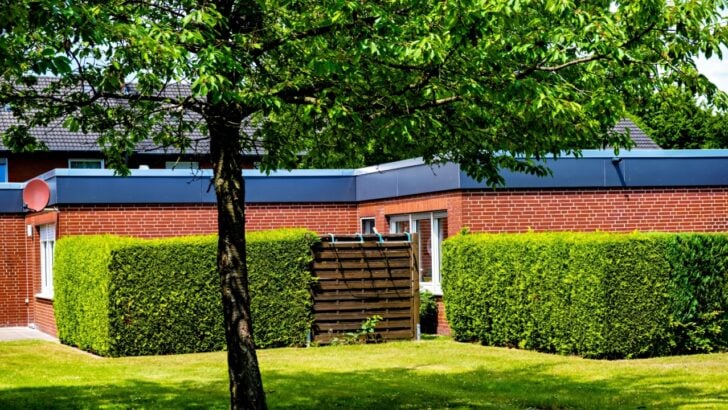 6 Fast-Growing Hedges That Offer Lovely Privacy