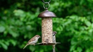 Photo of birds eating seeds from a bird feeder in summer in the garden