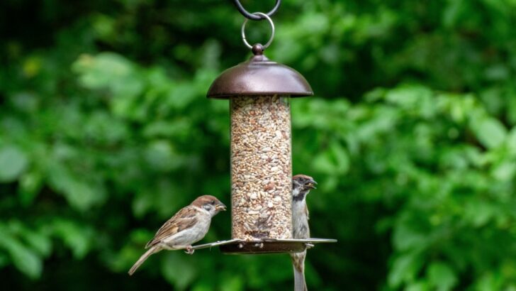 The Hidden Problems with Having a Bird Feeder in the Yard