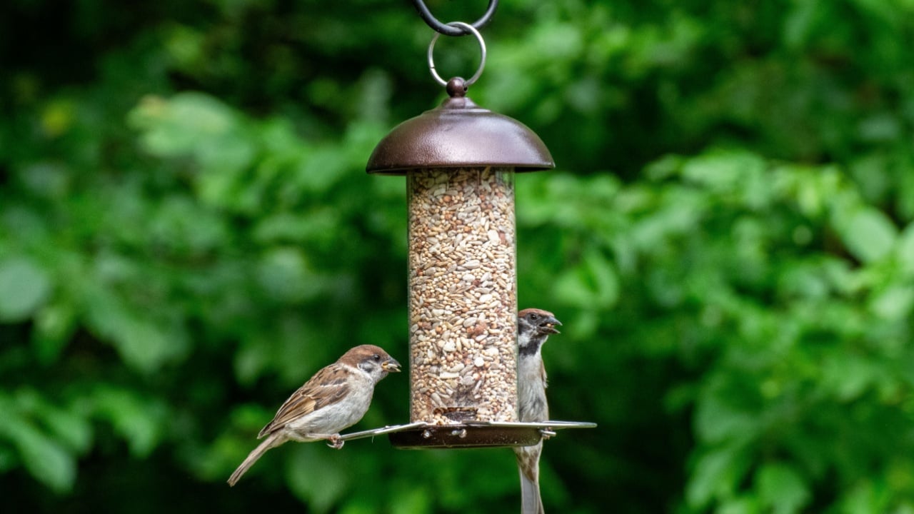 Photo of birds eating seeds from a bird feeder in summer in the garden
