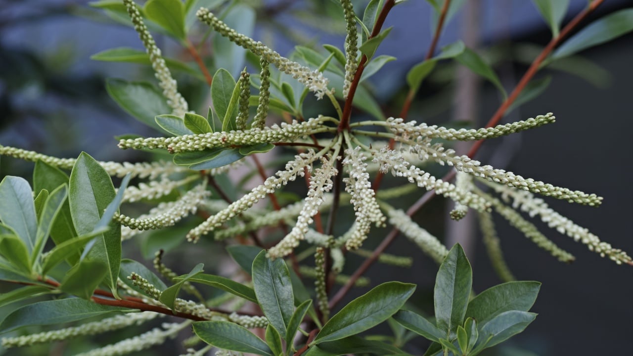 A closeup of Cyrilla racemiflora, Black Titi.